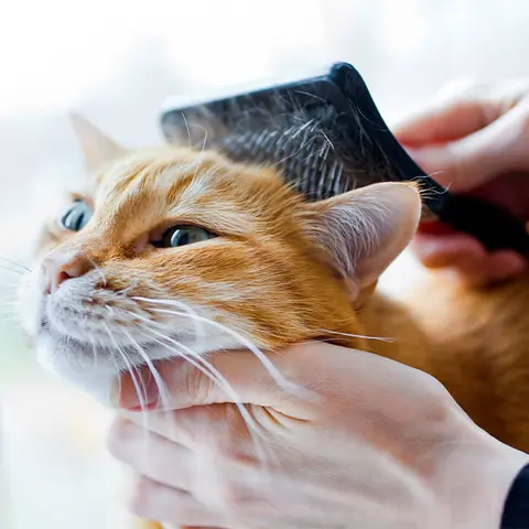 Katze wird gebürstet