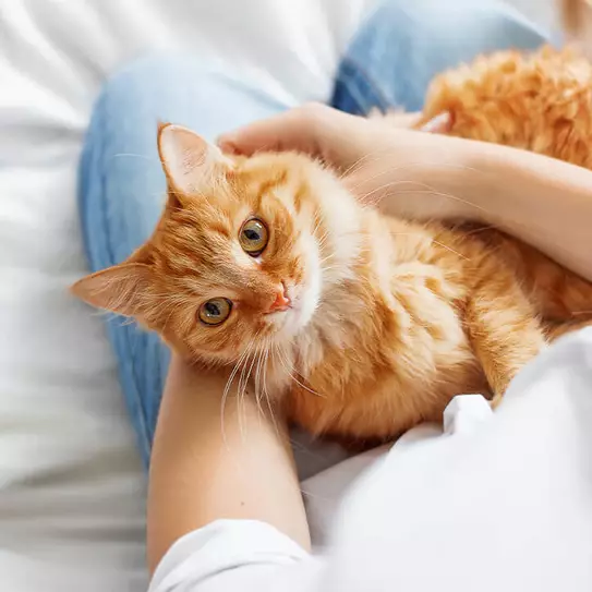 Katze liegt auf Schoß von Frau